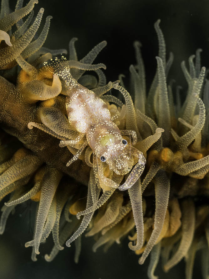 Dasycaris zanzibarica